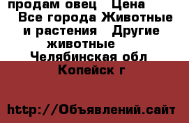  продам овец › Цена ­ 100 - Все города Животные и растения » Другие животные   . Челябинская обл.,Копейск г.